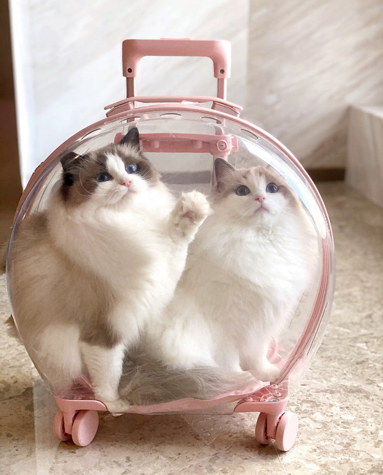 Mala Transportadora Transparente